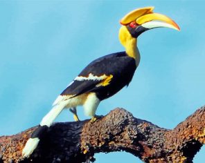 Great Pied Hornbill Paint by numbers