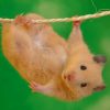 hamster-doing-stunts-paint-by-numbers