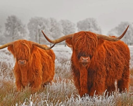 highland-cows-paint-by-number-510x407-1