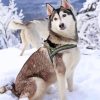 husky-siberiano-paint-by-numbers