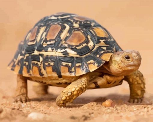 leopard-tortoise-paint-by-numbers