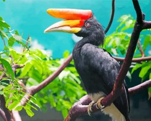 Malaysia Hornbill Bird Paint by numbers