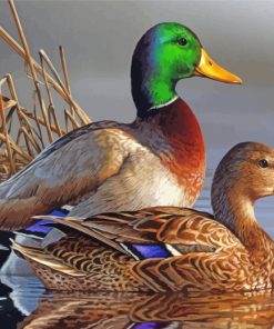 male-and-female-mallard-duck-paint-by-numbers