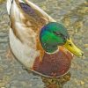Mmallard-duck-paint-by-numberallard Duck