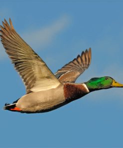 mallard-paint-by-numbers