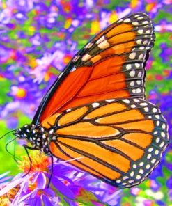 monarch-butterfly-paint-by-numbers-510x639-1