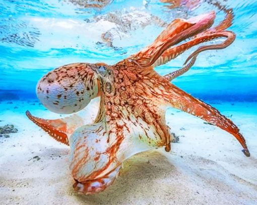 octopus-underwater-clear-water-paint-by-numbers