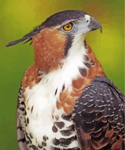 ornate-hawk-eagle-paint-by-numbers