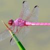 pink-dragonfly-paint-by-number