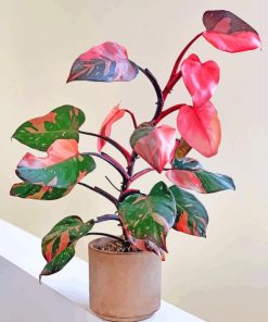 pink-philodendron-paint-by-number