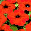 Red Petunia Paint by numbers