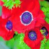 Red Anemone Flower Paint by numbers