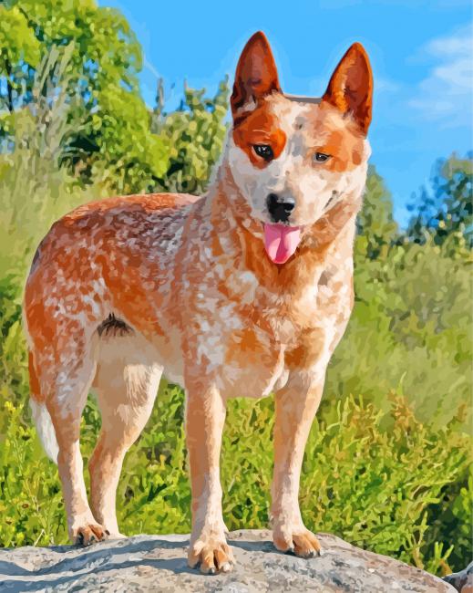Blue Heeler Puppy Paint By Numbers - PaintingByNumbersKit.COM