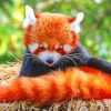 red-panda-in-the-nest-paint-by-number