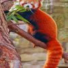 red-panda-on-tree-paint-by-numbers