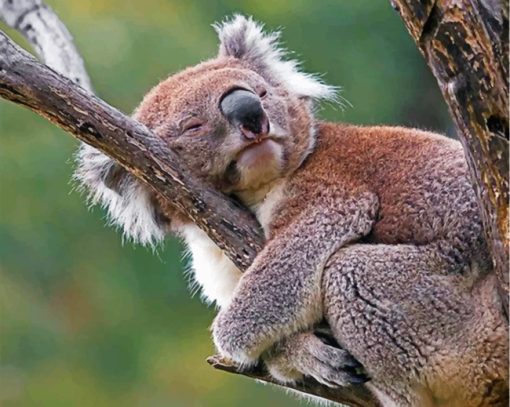 sleepy-koala-paint-by-number