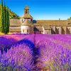 Lavender Field Provence Paint by numbers