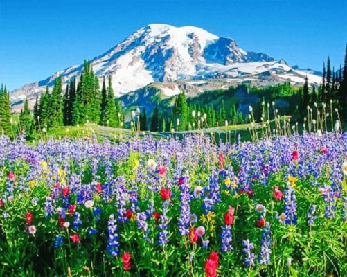 Mount Rainier Paint by numbers