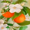 Orange Tree and blossoms paint by number
