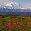 Alaska Denali Mountain Paint By Number