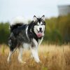 Alaskan Malamute Puppies Paint By Number