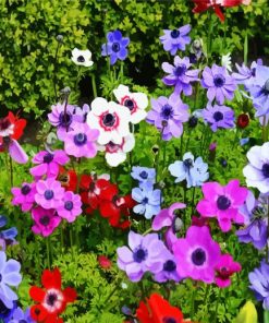 Anemones Flowers paint by numbers