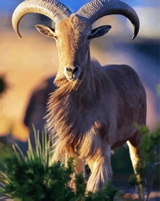 Aoudad Sheep Paint By Number