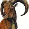 Aoudad Barbary Sheep Art Paint By Number