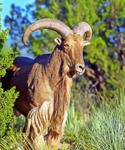 Aoudad Barbary Sheep Paint By Number