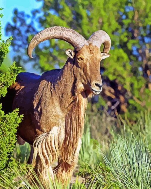Aoudad Barbary Sheep Paint By Number