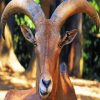 Aoudad Head paint by numbers