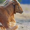Aoudad Sheep Animal paint by numbers