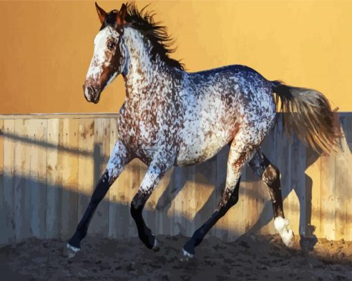 Appaloosa Horse paint by numbers