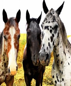 Appaloosa Horses paint by numbers