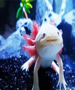 Axolotl Animal Paint By Number