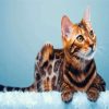 Bengal Cat Animal paint by numbers