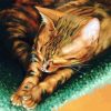 Bengal Cat Art paint by numbers