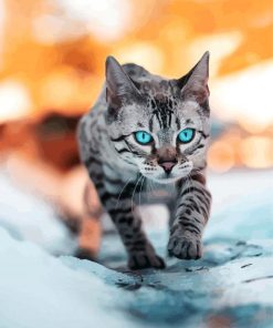 Bengal Cat Blue Eyes paint by numbers
