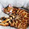 Bengal Cat Pet paint by numbers