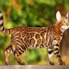 Bengal Cat paint by numbers