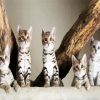 Bengal Kitties paint by numbers