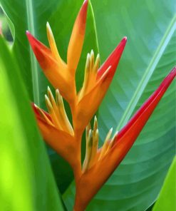 Colorful Bird Of Paradise Plant Paint By Number