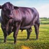 Black Angus Bull paint by numbers