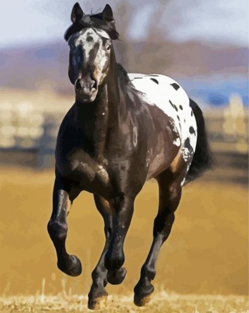 Black Appaloosa Horse paint by numbers