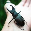 Black Beetle on Hand paint by numbers