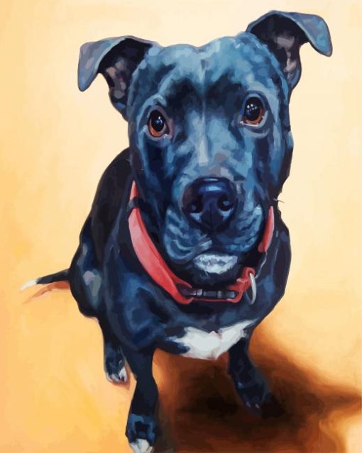 Black Staffordshire Bull Terrier paint by numbers