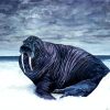 Black Walrus paint by numbers