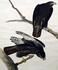 Audubon Red Tailed Hawk Paint By Number