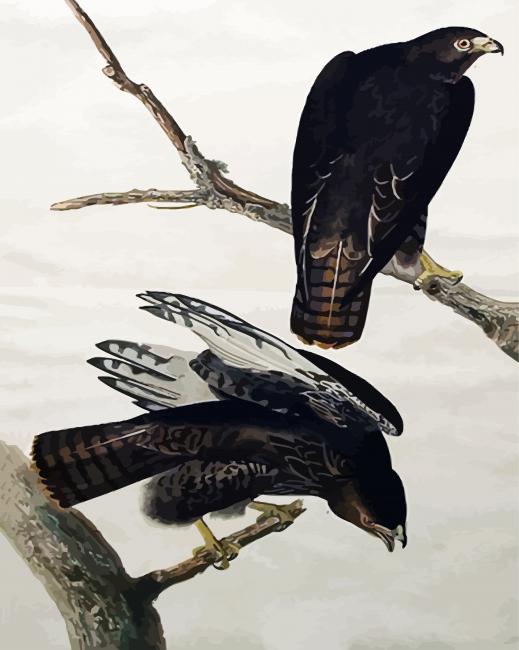 Audubon Red Tailed Hawk Paint By Number