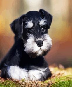 Black White Schnauzer Dog paint by numbers